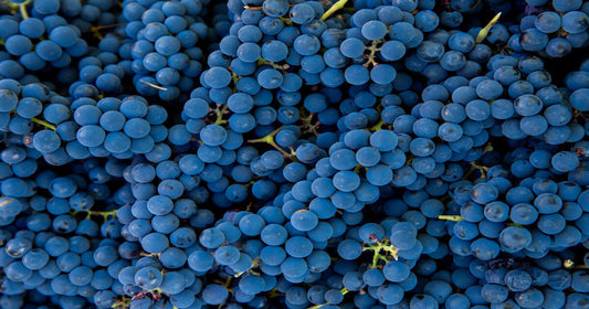Storia e caratteristiche del Pinot nero, l’enfant terrible dei vitigni