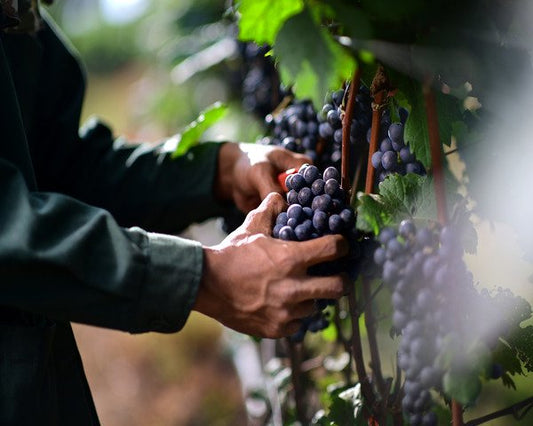 Qual è la differenza tra vini biologici, naturali e biodinamici?
