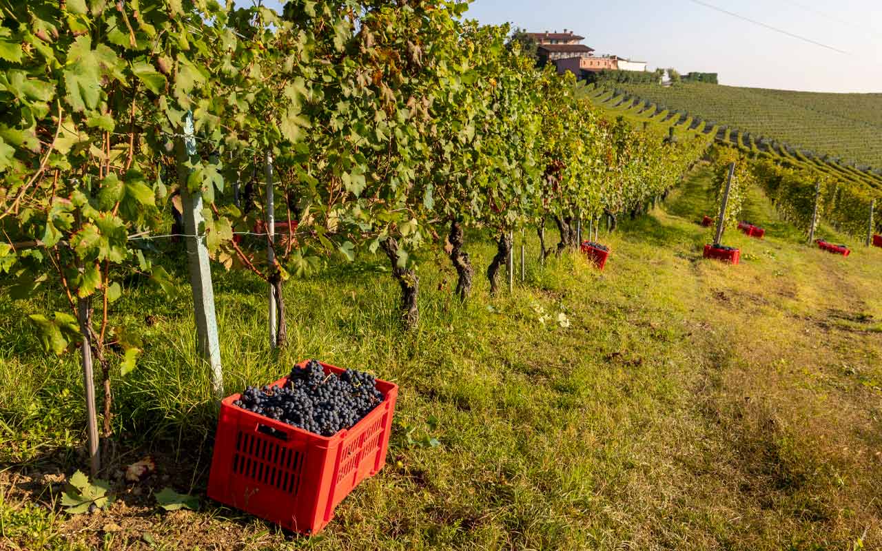 Los protagonistas del Piamonte